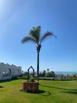 a palm tree in a field with a swing at Maison du bonheur in El Harhoura