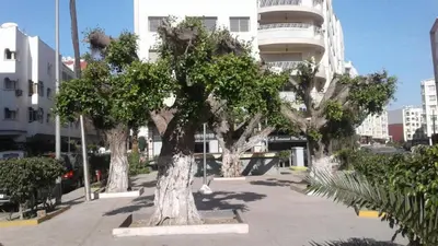a group of trees in front of a building at High-End Apartment with Terrace in Val Fleuri, Maarif Casablanca, Ideal for Families & Business Travelers in Casablanca