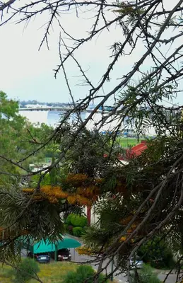 a view of a lake from a tree at Dar Lamine Duplex in Rabat