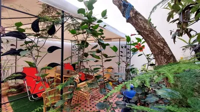 a greenhouse with plants and a tree in it at Taddart, Maison de vacances in Temara