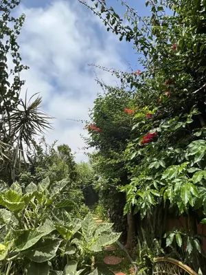 a garden with lots of plants and flowers at Lovely flat in nice garden in Rabat