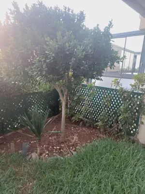 a tree in a yard next to a fence at Résidence la vallée de Californie ahfad in Le Polo