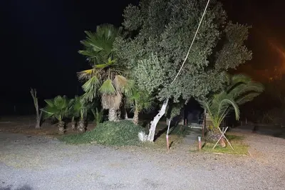 a group of palm trees on a beach at night at Ferme Benslimane 30 min de rabat in O Ben Slimane