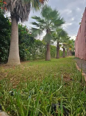 a row of palm trees in a field of grass at Ferme Benslimane 30 min de rabat in O Ben Slimane
