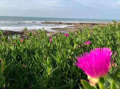 a pink flower in front of the beach at The Atlantica Ocean view apartment in Dar Bouazza