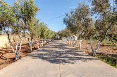 a road lined with trees in the middle of a field at Villa Luxueuse 4 Chambres au Cœur du Domaine a El Menzeh in El Menzeh