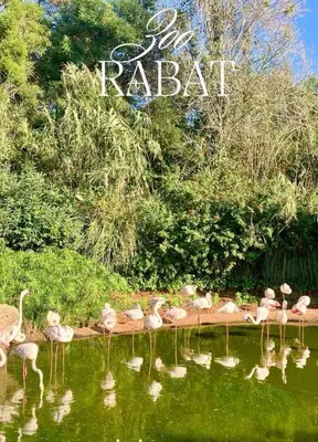 a group of flamingos standing in the water at Logement cozy in Oulad Kerroum
