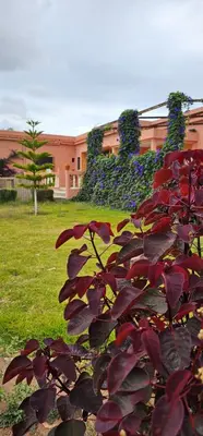 a bush with red leaves in front of a building at Bougainvilla Guesthouse in Sidi Moussa Ben Ali