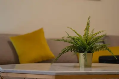 a potted plant sitting on a coffee table at Studio chic- les princesses Maarif in Casablanca