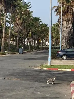 a cat crossing a street in a parking lot at Relaxing Stay 3 Pools & Beach in Sidi Rahal