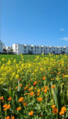 a field of flowers with buildings in the background at Mansouria beach resort in Mohammedia