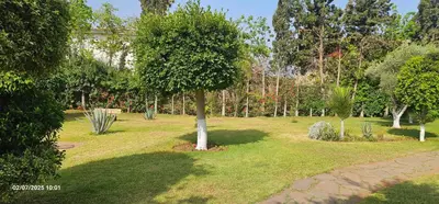 a tree in the middle of a park at Appartement tamaris in Sidi Rahal