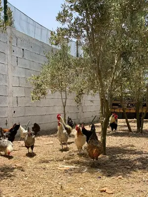 a group of chickens standing around a tree at Farm - Private pool - Games - Nature in El Jadida