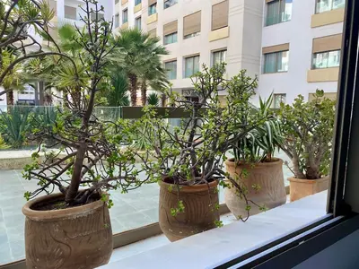 three potted trees in pots sitting on a window sill at Le LOFT in Casablanca