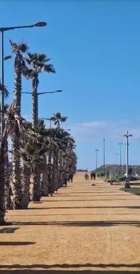 a row of palm trees on a boardwalk at Ocean park , for married couples and families only , Luxury fully furnished one bedroom flat next to zenata beach with five avialable swimming pool at the compound in Casablanca