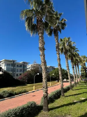 a row of palm trees on a street with buildings at Appartement pour la CAN, Palm Beach - Mansouria in Mohammedia