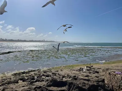 a group of birds flying over the beach at relaxing apartment in Bouznika in Bouznika