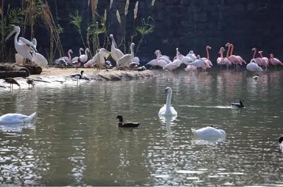 a group of flamingos and ducks in the water at Face à la Gare et au Tramway Moderne, Calme avec Resto sur place possible in Casablanca