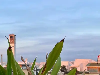 a green plant with a city in the background at Modern Chic Studio avec Terrace privée et Vue Sans Vis-a-vis et Parking privé in Casablanca