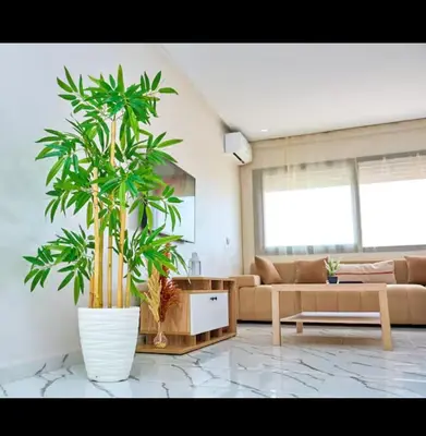 a living room with a couch and two large plants at Magnifique studio disponible sur roche noire in Casablanca