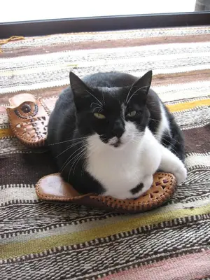 a black and white cat sitting on a rug at Dar Al Manar in El Jadida