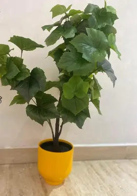 a plant in a yellow pot sitting on a floor at Superbe appartement très bien situé WELCOME STAY in Casablanca