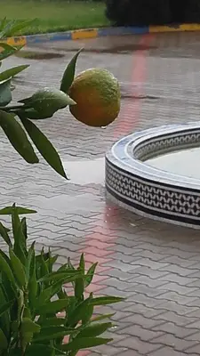 an orange is in the water next to a pool at Riad TANJIL in Casablanca