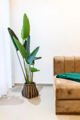 a plant in a room next to a couch at Stylish & Chic Flat - Best Place - New Building in Casablanca