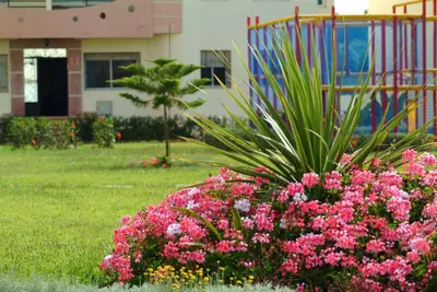 a bush of pink flowers in a yard at Mohammedia appart piscines in Mohammedia