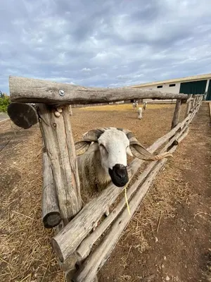 a sheep sticking its head out of a wooden fence at Dar Ghita en campagne in O Ben Slimane
