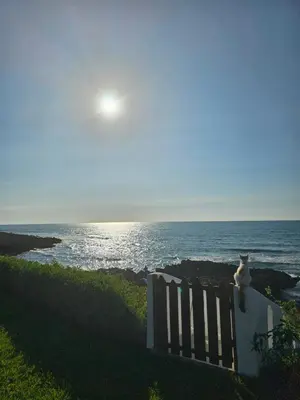a cat sitting on a bench near the ocean at Océan Beach in Tamaris