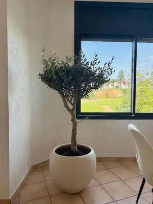 a plant in a white pot in front of a window at Sunset escape by the sea in Temara
